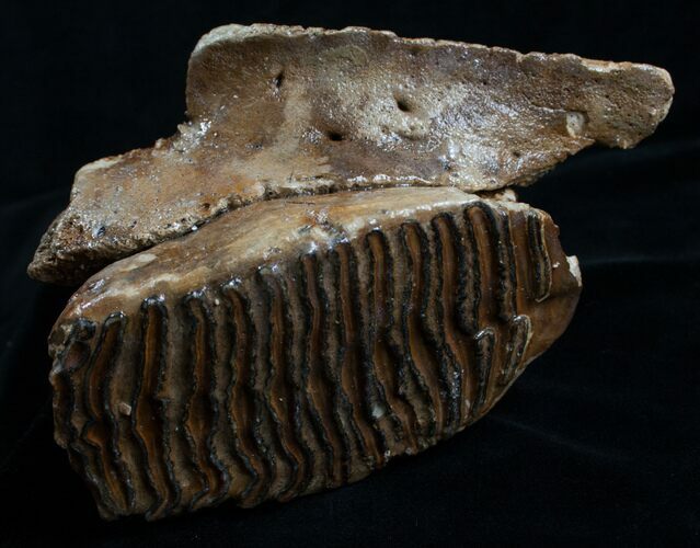 Woolly Mammoth Molar From North Sea #4419